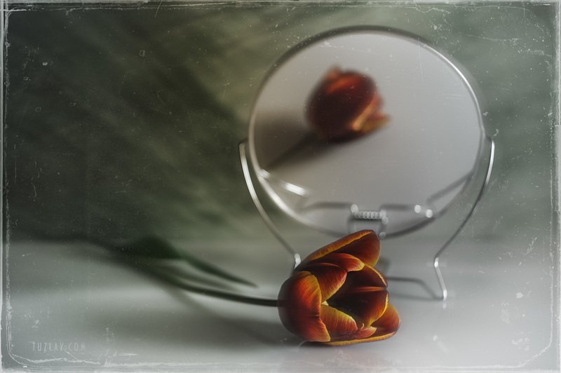 Про тюльпан с приветом из апреля фото превью