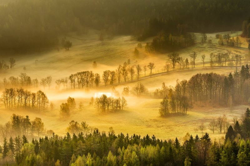 sunrise, morning, sun, green, beautiful, trees, forest, light, spring Foggy morning фото превью