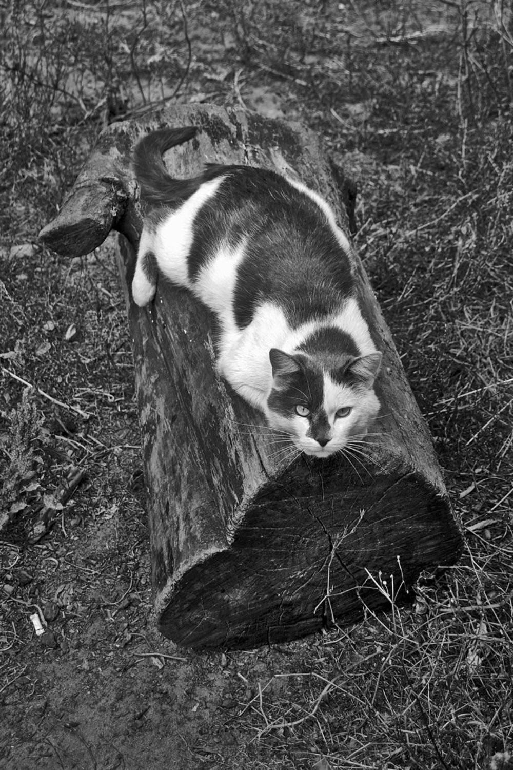 кошка, лето, взгляд, курск, апатиты, чб, Николай Смоляк