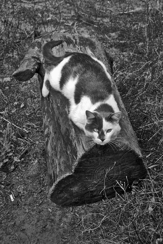 Я на солнышке лежу. 2014 фото превью