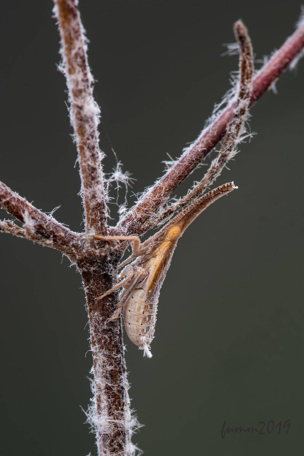 , Игорь ФУММ