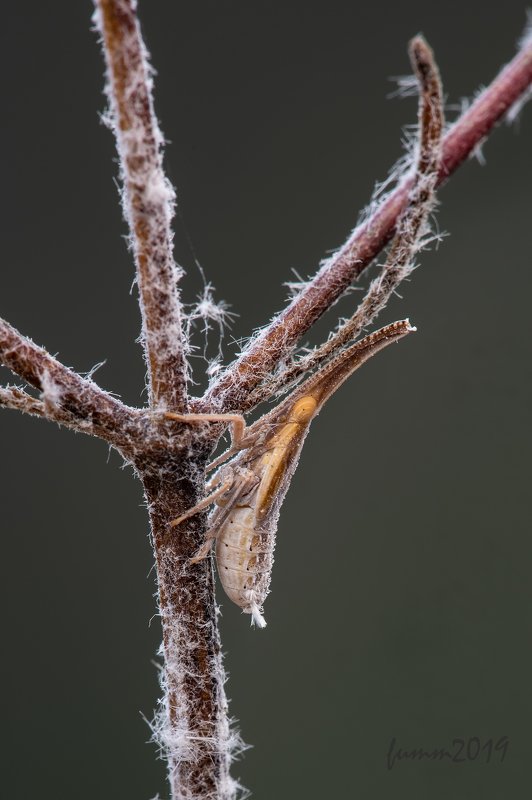 ОЧЕНЬ РЕДКАЯ МОДЕЛЬ! фото превью