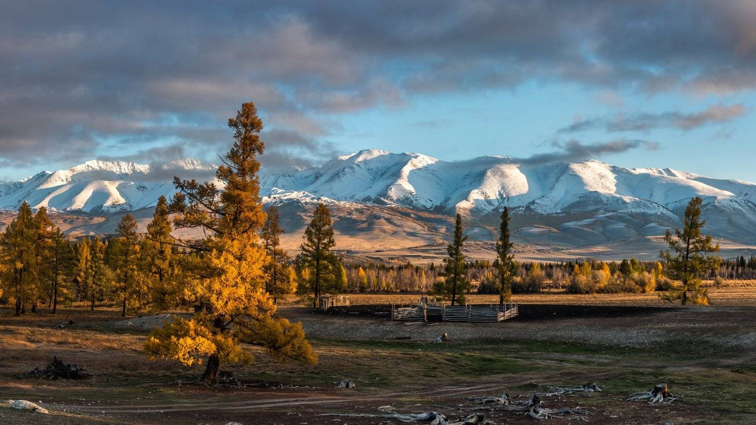 горы, алтай, горный алтай, ник васильев, красота, курай, курайская степь, утро, рассвет, курайский хребет, дерево, лиственница, Николай Васильев
