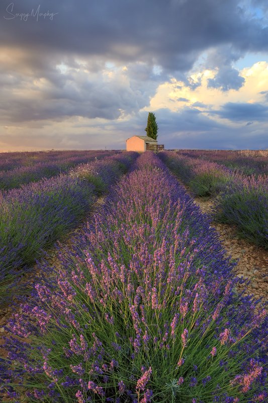 lavender fields small house provence Lavender fields & small house in Provence. фото превью