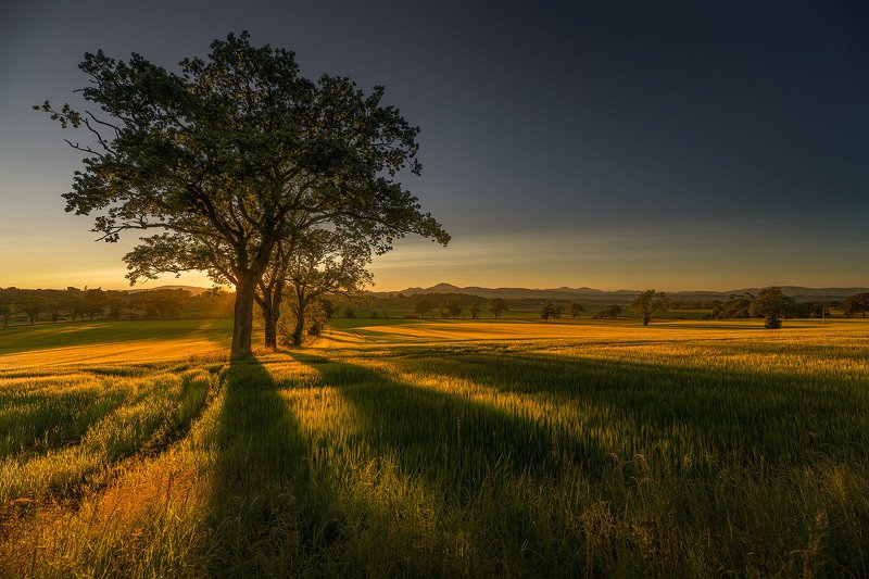 @1pro.photo The gold of Scotland фото превью