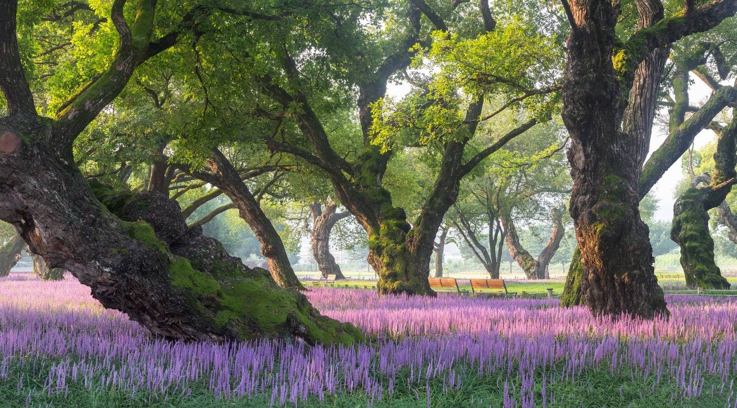 nature, forest, liriope, moss, trees, purple, Jaeyoun Ryu