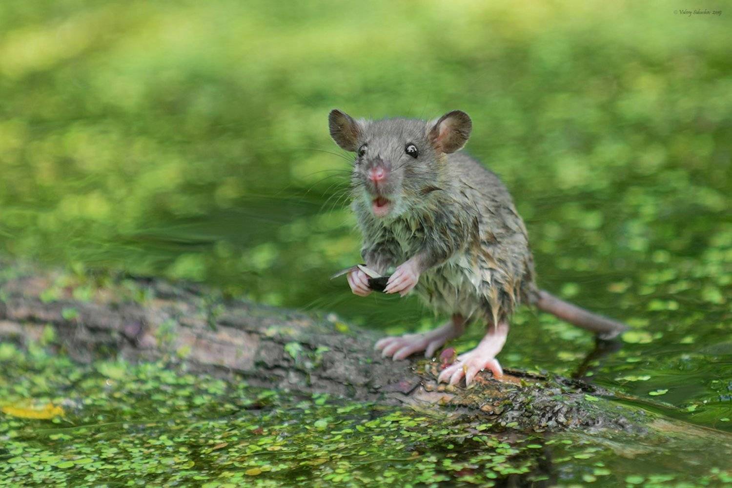 , Валерий Субачев