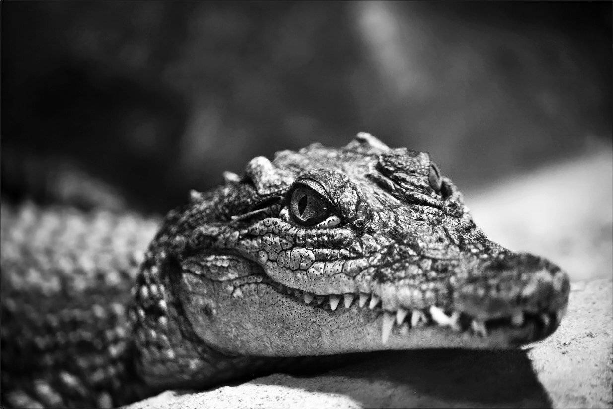 крокодил, КарОл