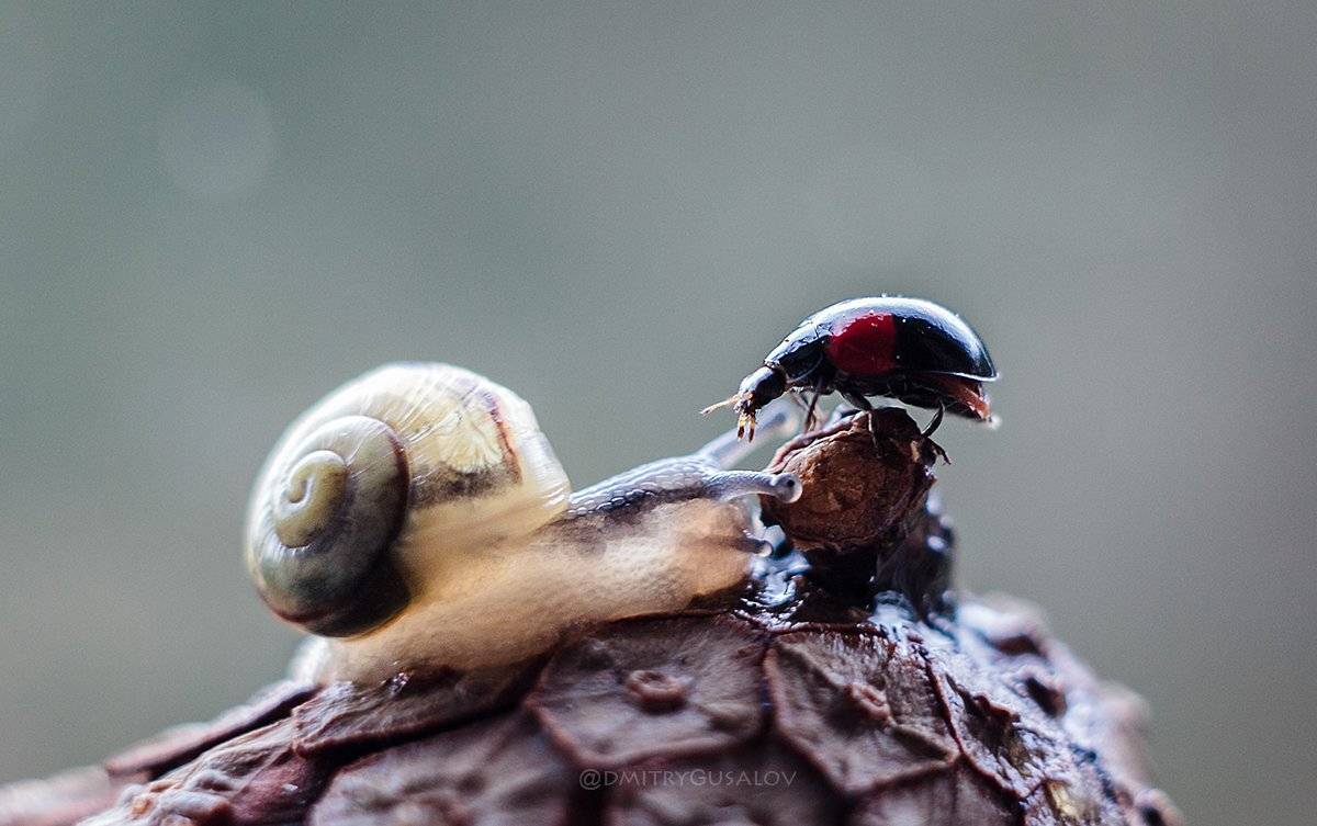 макро, природа, лето, макросъёмка, макрофотография, растение, цветы, жизнь, макромир, улитка, встреча, божьякоровка, , Дмитрий Гусалов