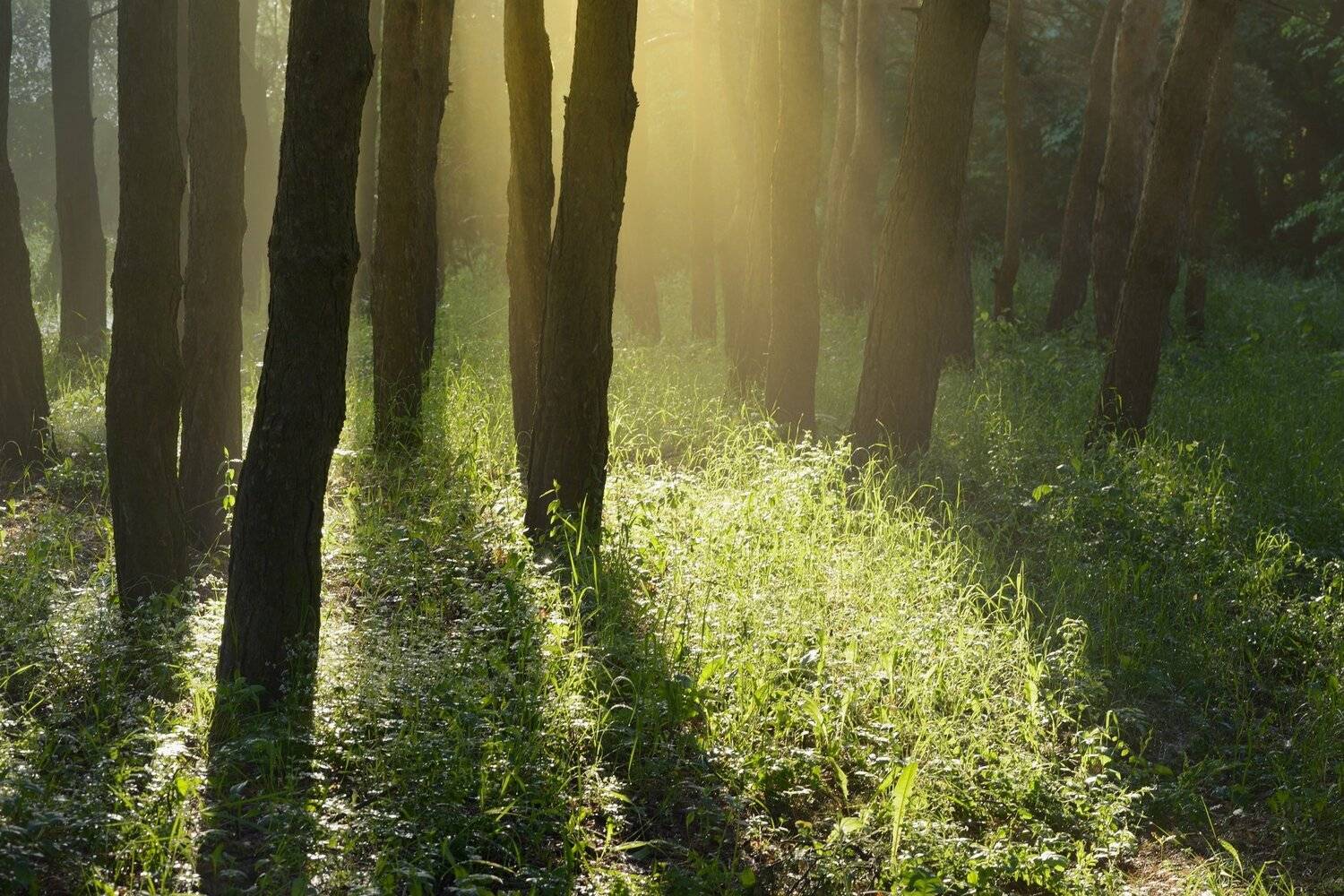 весна лес утро, Александр Жарников