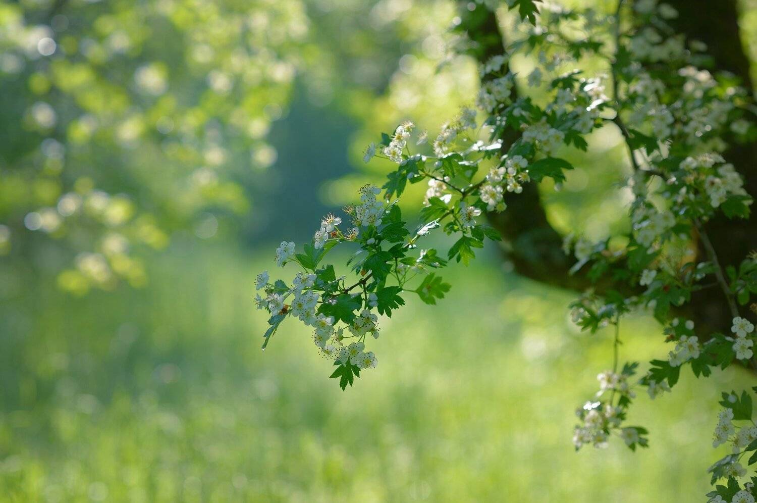 весна лес утро, Александр Жарников