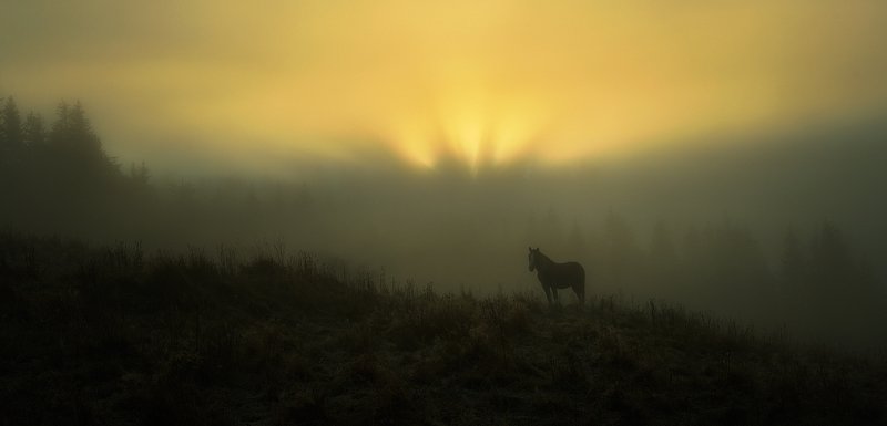 горы, осень, туман, лошадка Лошадка фото превью