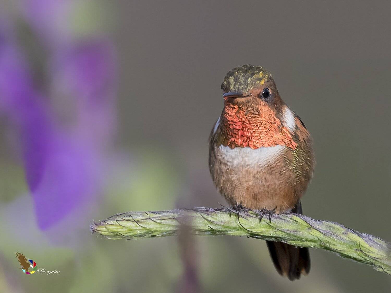 , Fernando Burgalin Sequeira