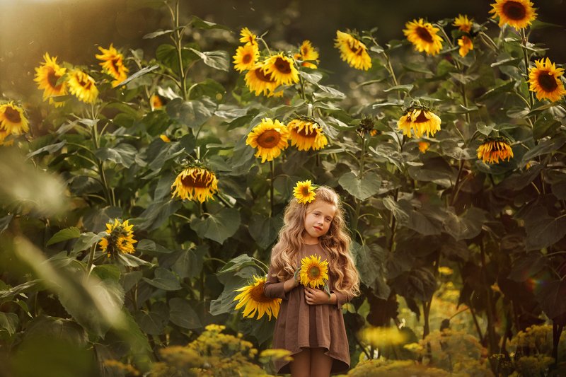 Подсолнухи фото превью