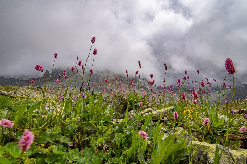 flowers,mountains,clouds.  фото превью