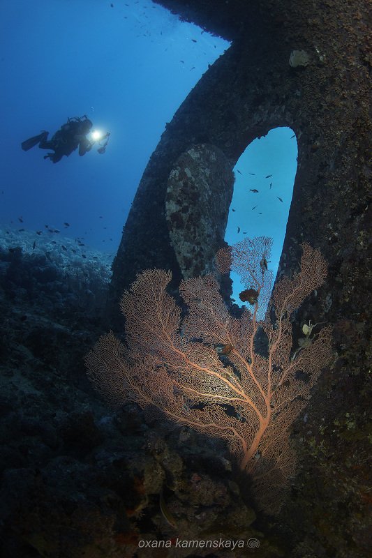 wreck diver gorgonaria propeller Горгонария. фото превью