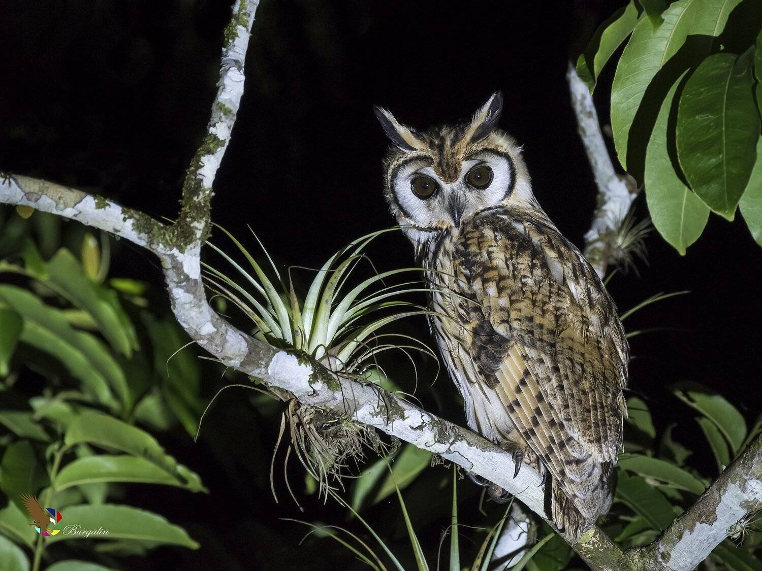 , Fernando Burgalin Sequeira