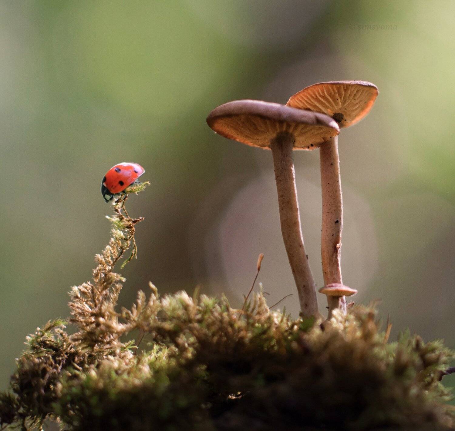 , Юлия Хворостяная