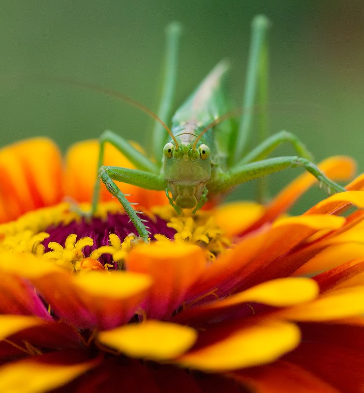 Глаза в глаза фото превью
