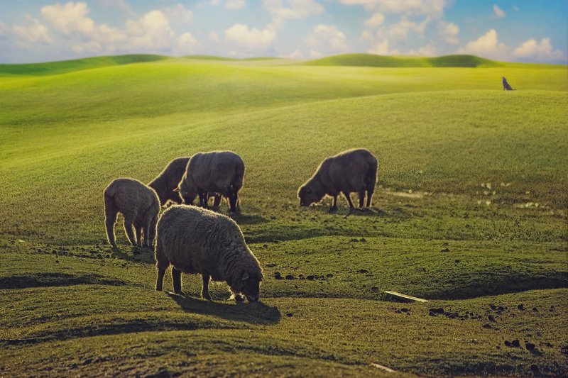 wolfs фото превью