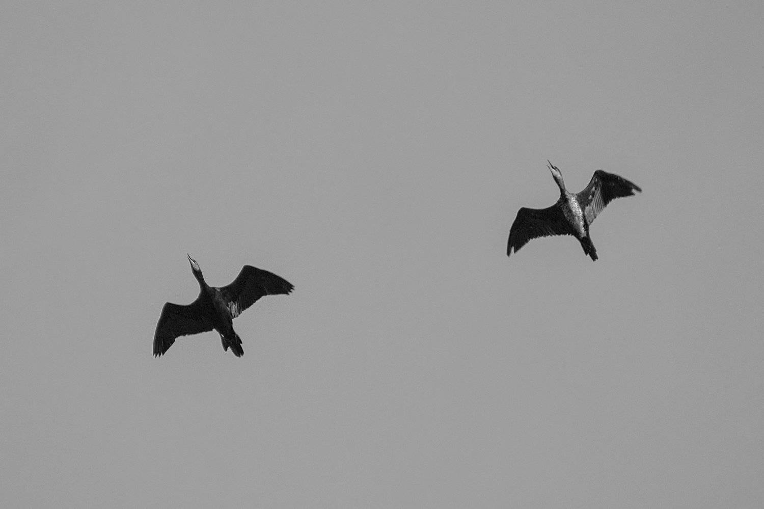 b&w,art,travel,freedom,nature,passion,peace,photography,life,, Nihan Bayındır