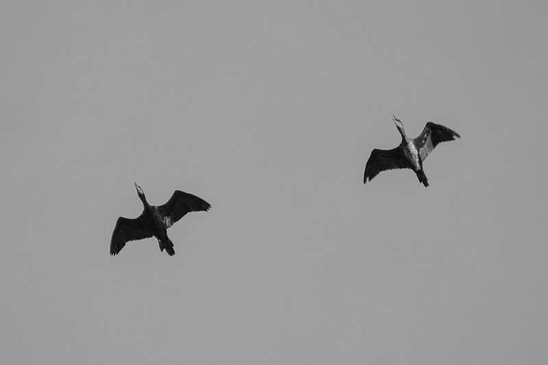 b&w,art,travel,freedom,nature,passion,peace,photography,life, IMPRESSIONS фото превью