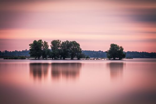 Trees on the water