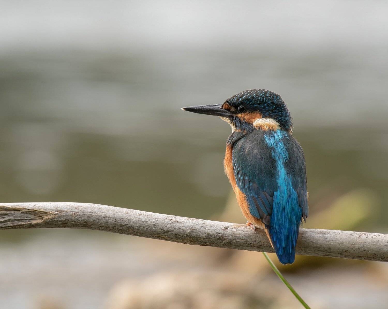 , Андрей Киселёв