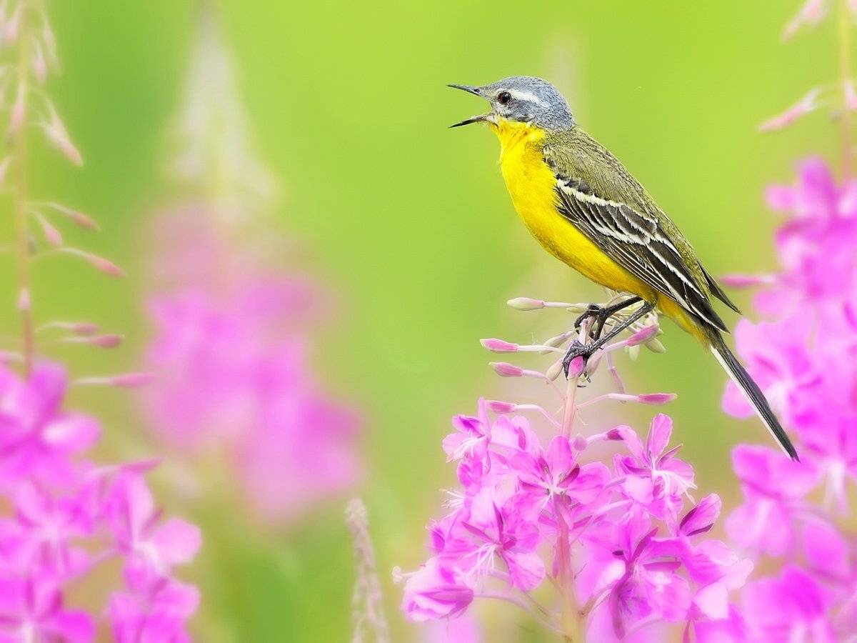 природа, фотоохота, желтая трясогузка, птицы, животные,цветы, лето, vladilenoff