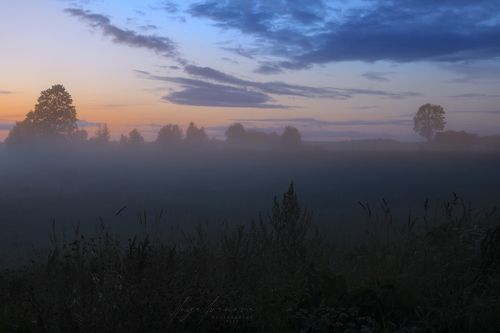 сорняки в темном тумане ...
