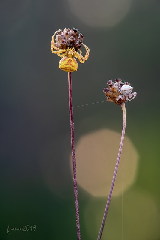 ДЕВОЧКИ НА ШАРАХ фото превью