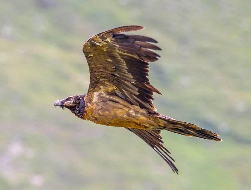 бородач Бородач фото превью