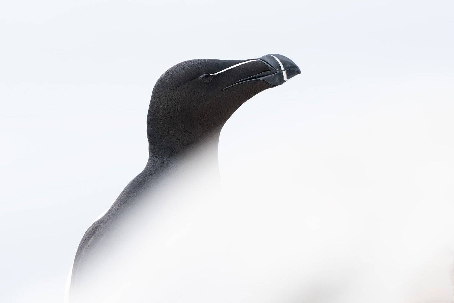 гагарка, птицы, животные, анималистика, природа, nature, razorbill, animals, wildlife, Оксана Быстрицкая