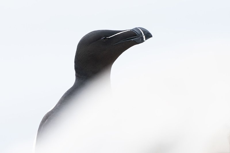 гагарка, птицы, животные, анималистика, природа, nature, razorbill, animals, wildlife Портрет гагарки фото превью