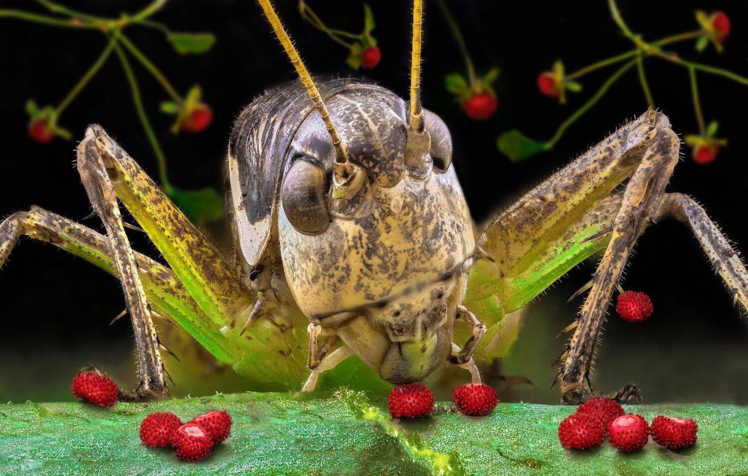 ceclii, macro, extrememacro, nikon d3400, lomo 3.7x, Tsvetan Ganev