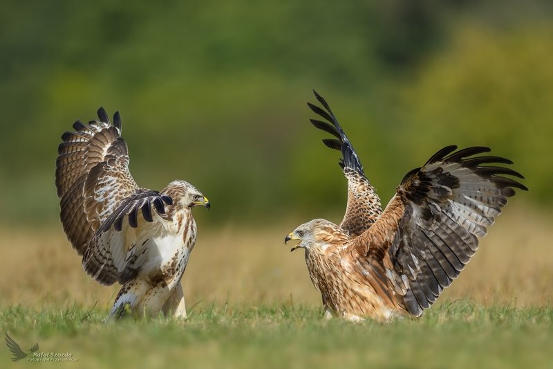 Kania Ruda, Red Kite (Milvus milvus) vs Myszołów, Common Buzzard (Buteo buteo) ... фото превью