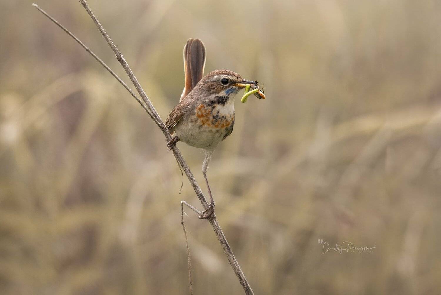 природа, лес, животные, птицы, Дмитрий Посевич