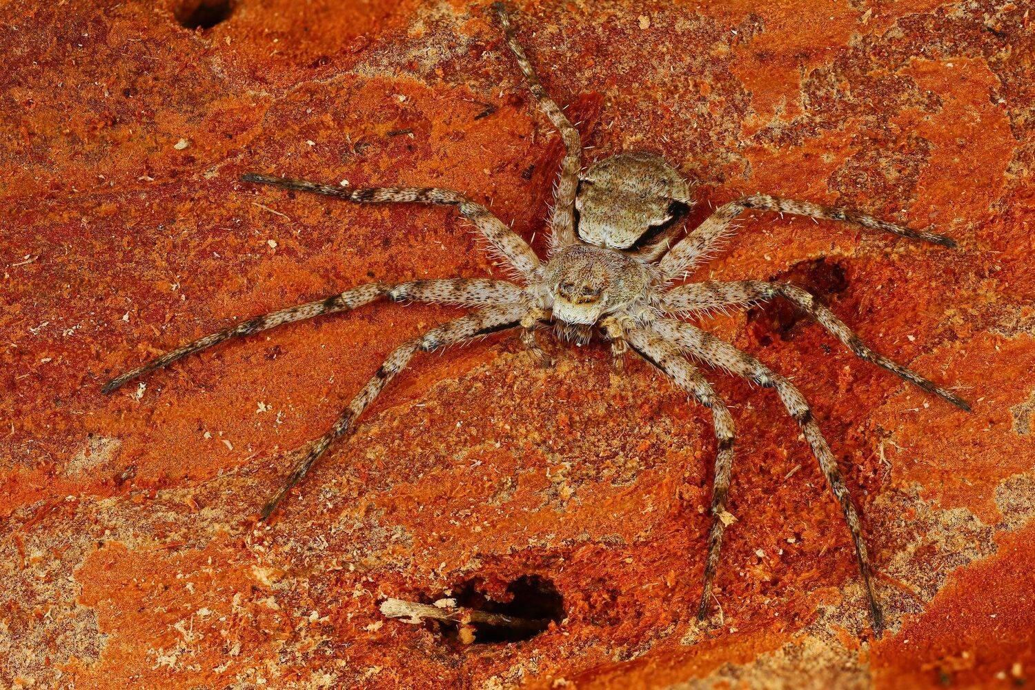 , Андрей Шаповалов