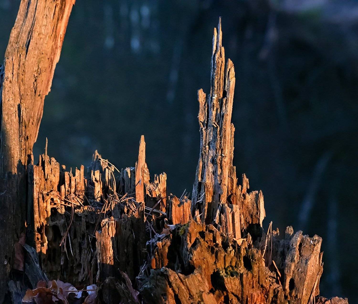 пень, фантастический мир, лето, мещёра, рязанская область, Валерий Пешков