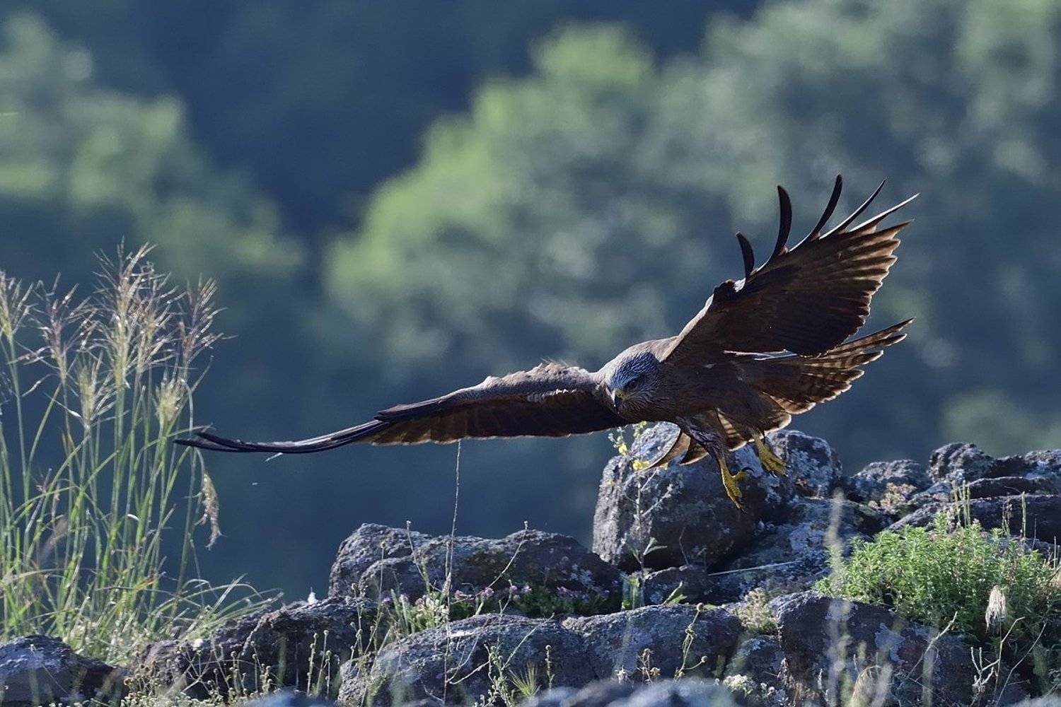 птицы birds, Jaroslav Mego