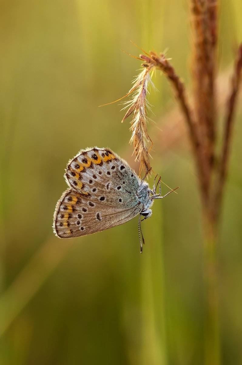 , Александр Земляной