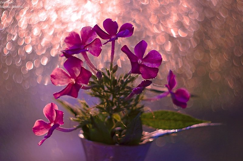 Флокс ты мой опавший... фото превью