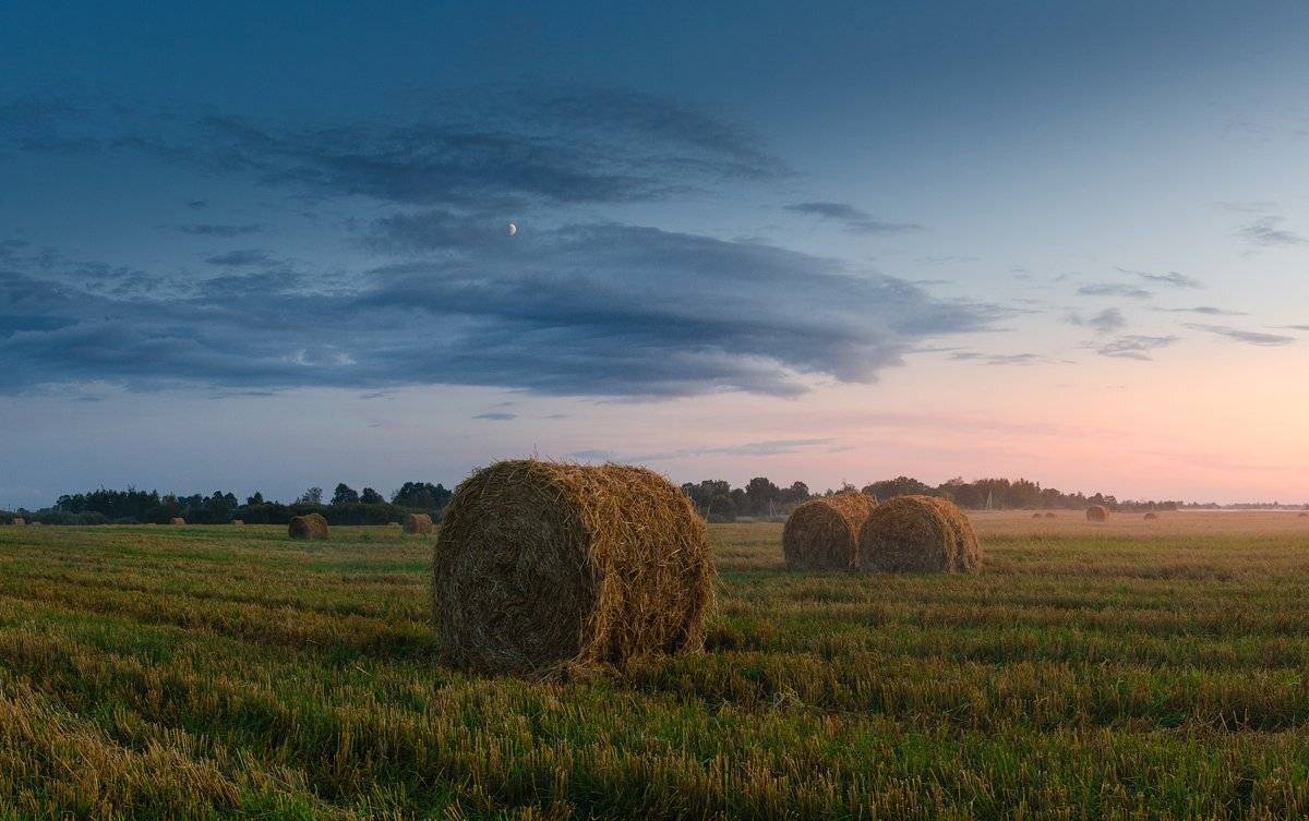 лето, поле, пшеница, вечер, закат, россия, Майя Афзаал