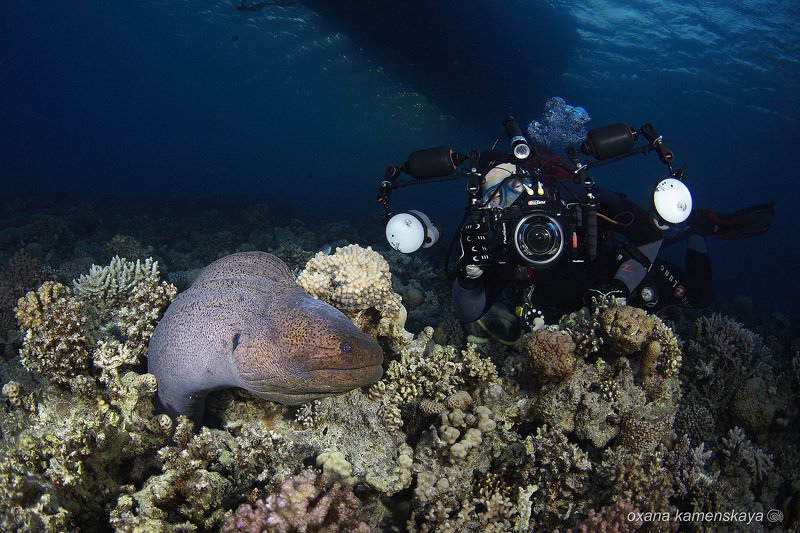 Окружили мурену фото превью