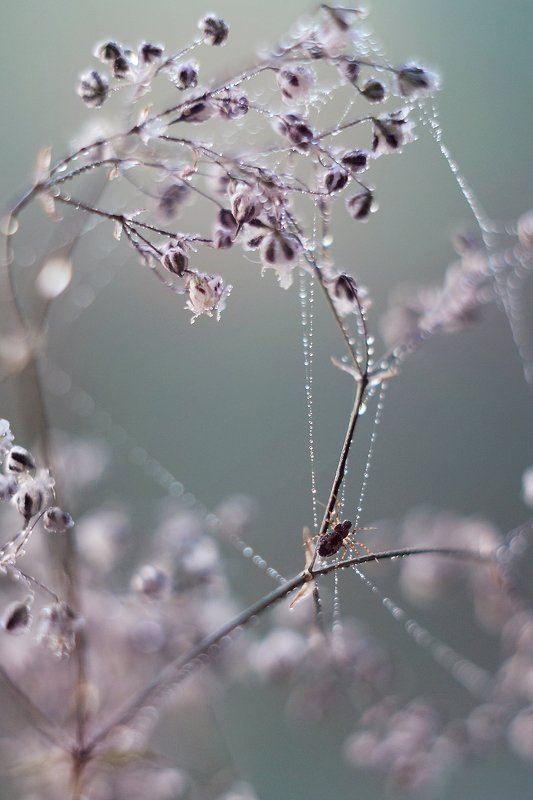 Роса фото превью