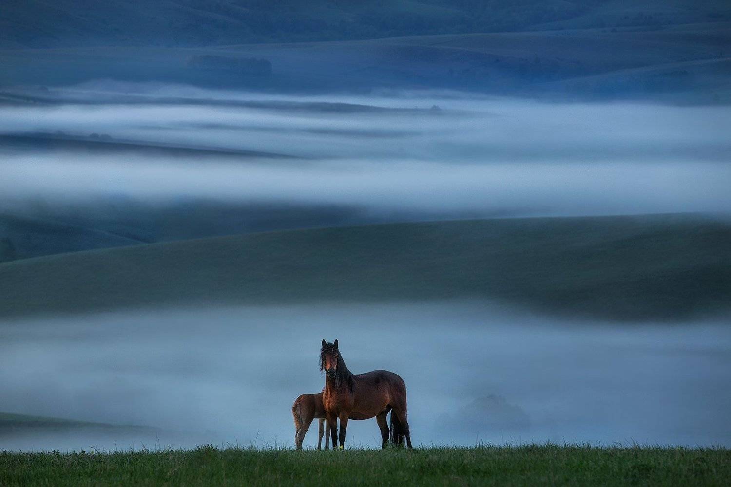 алтай, тревел, пейзаж, лошади, рассвет, Ольга Рудченко