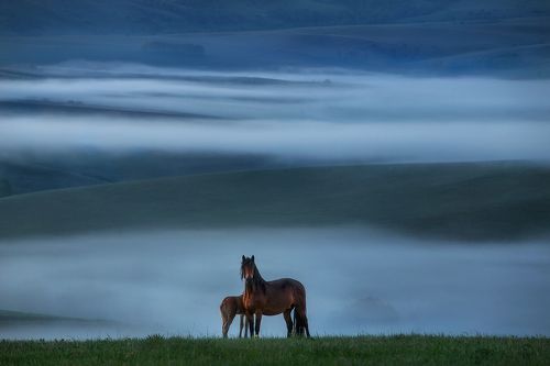 Предрассветная элегия