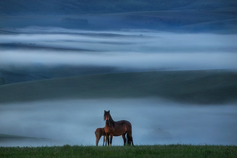 алтай, тревел, пейзаж, лошади, рассвет Предрассветная элегия фото превью