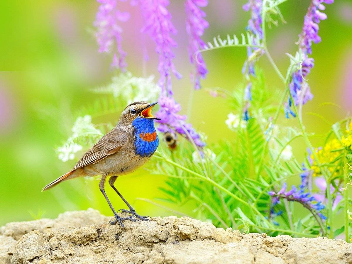 природа, фотоохота, варакушка, птицы, животные, цветы, лето, vladilenoff