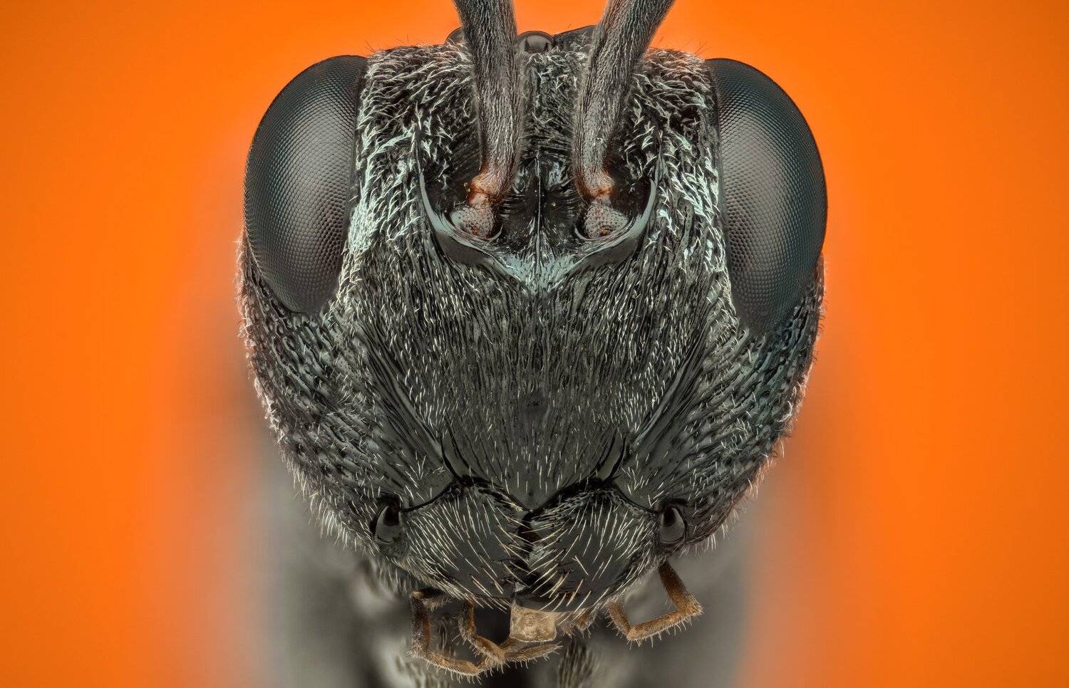 ceclii, macro, extrememacro, nikon d3400, semiplan 6.3, Tsvetan Ganev